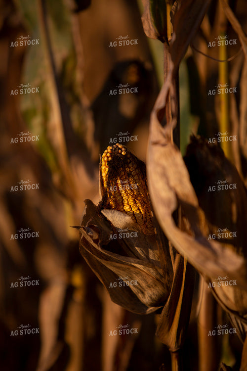 Harvest 2512