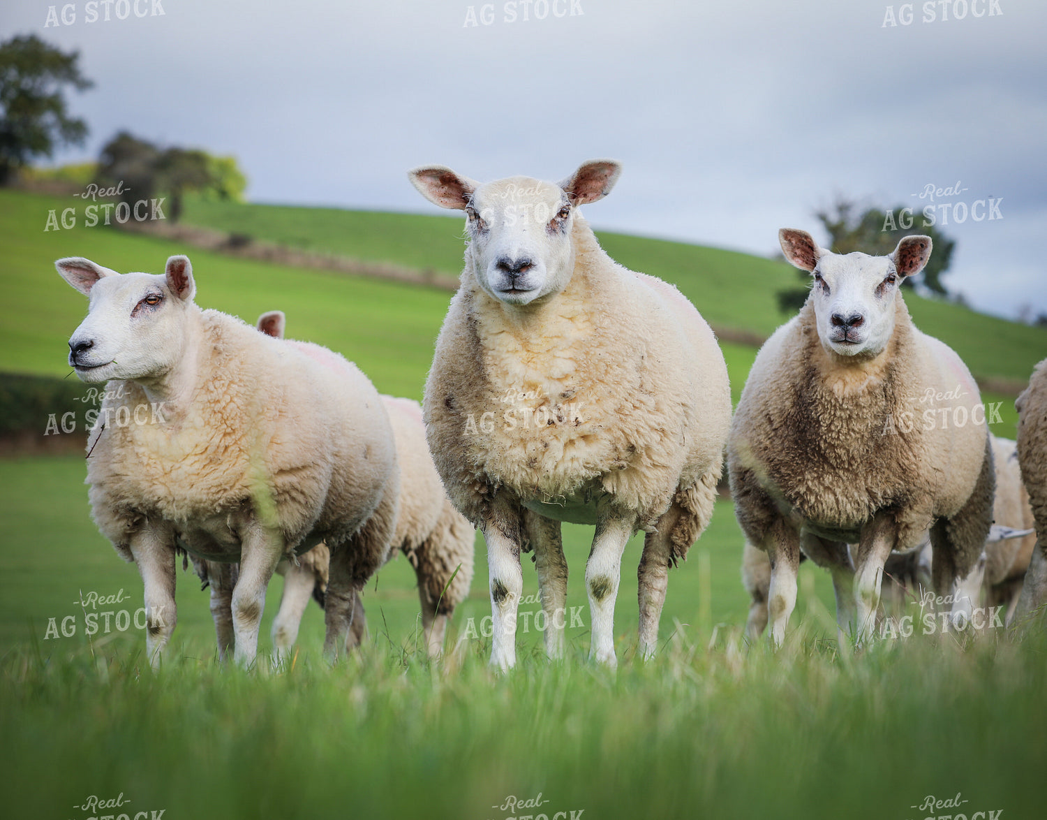 Sheep in Pasture 121003