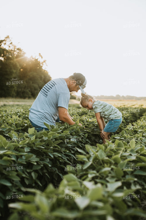 Farmer and Farm Kid Scouting Soybean Field 6267