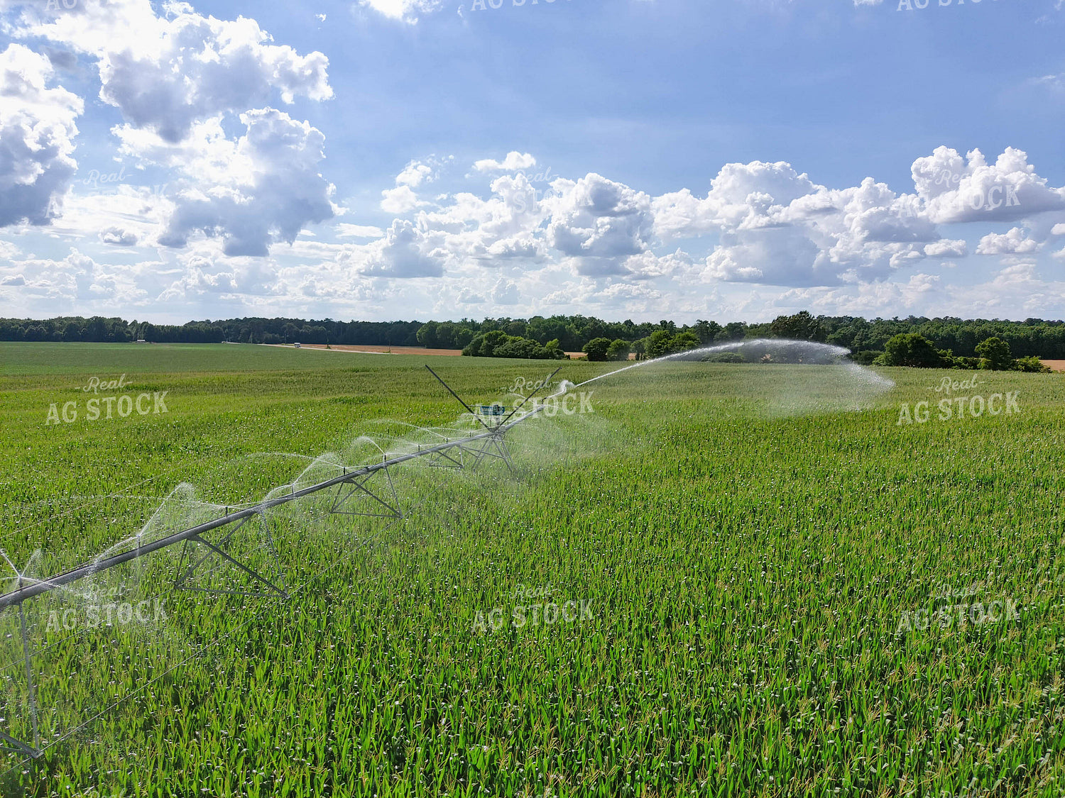 Irrigation System in Corn Field 79109
