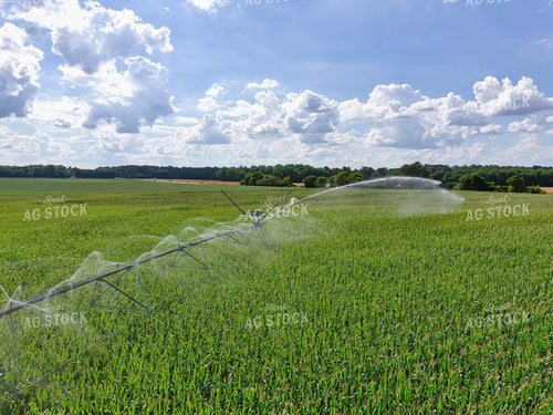 Irrigation System in Corn Field 79109