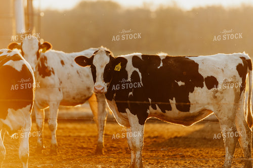 Holstein Cattle in Farmyard 68151