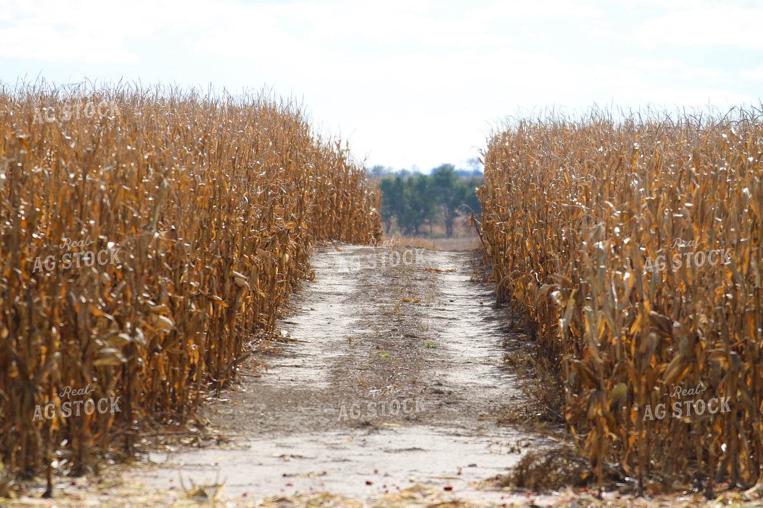 Path in Corn Field 82328