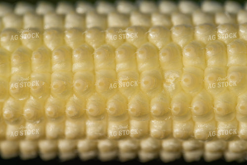 Kernels of Ear of Corn 76261