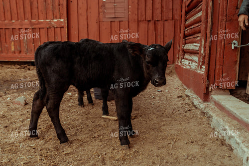 Angus Cattle with Red Barn 58146