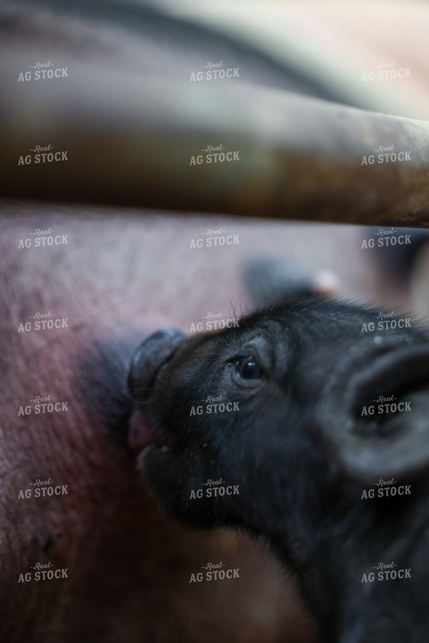 Piglet Nursing 160386
