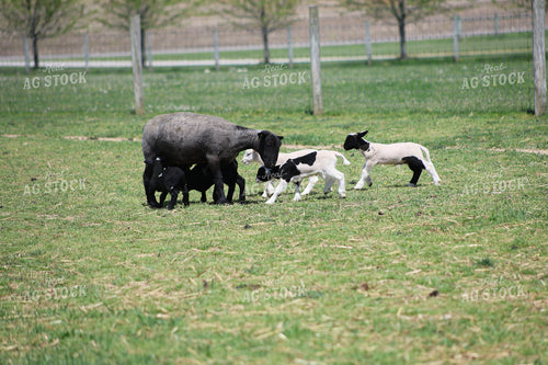 Lambs and Ewes 84254