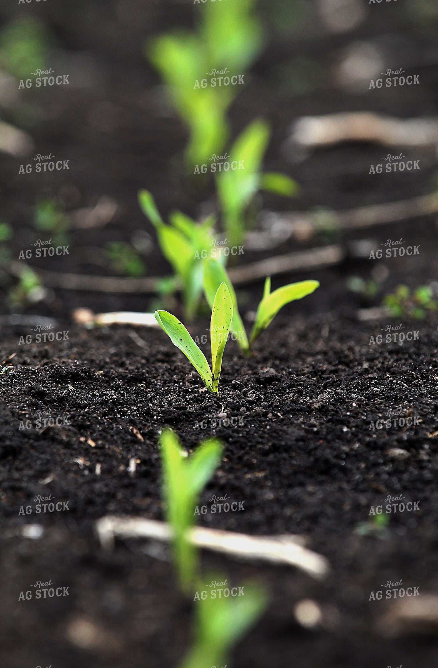Early Growth Corn Field 141550