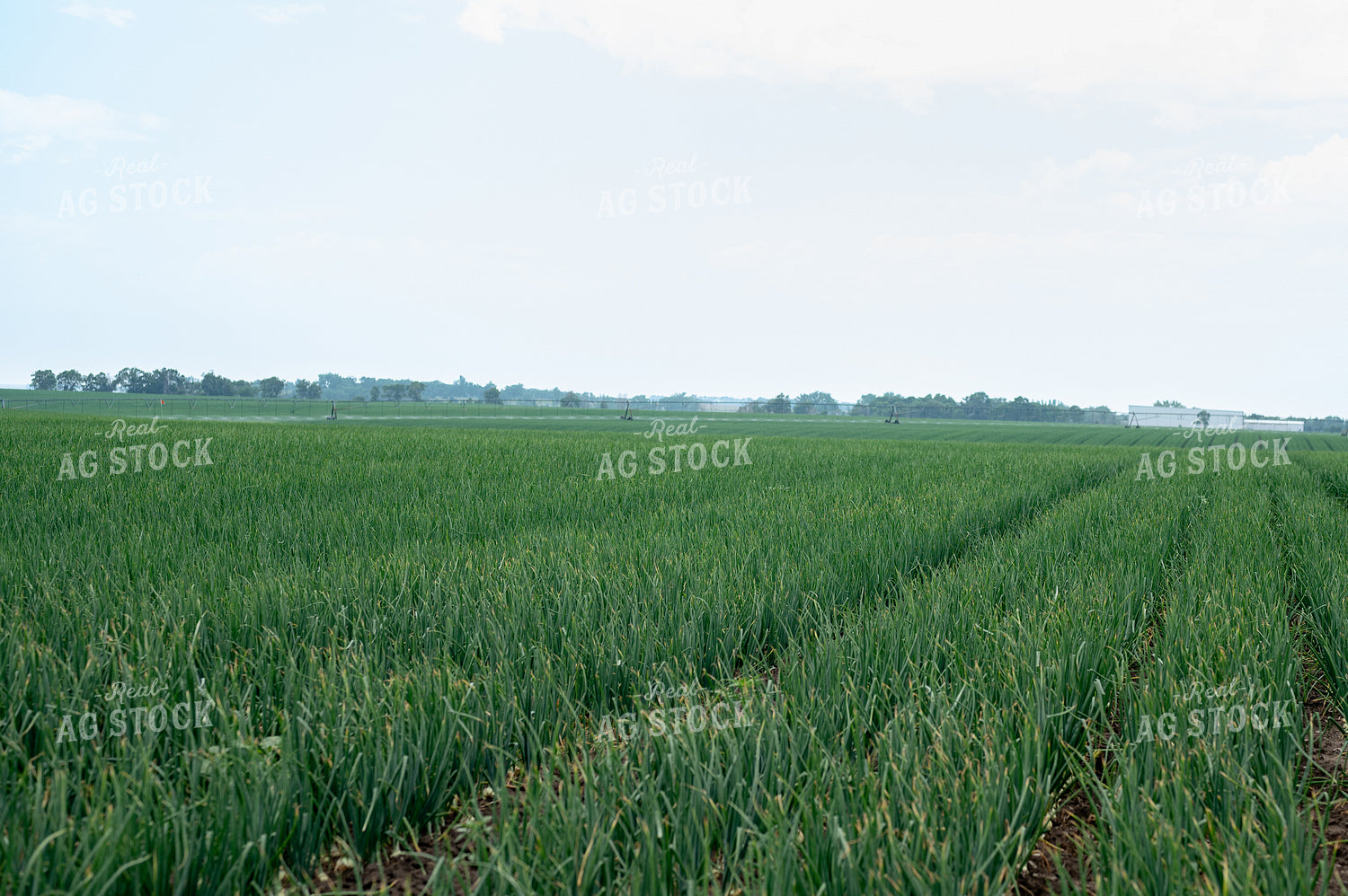 Onion Field 185148