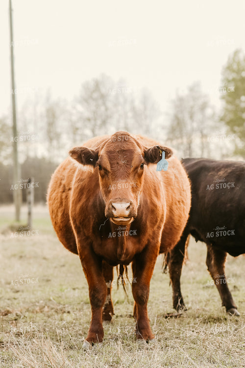 Cow in Pasture 64143