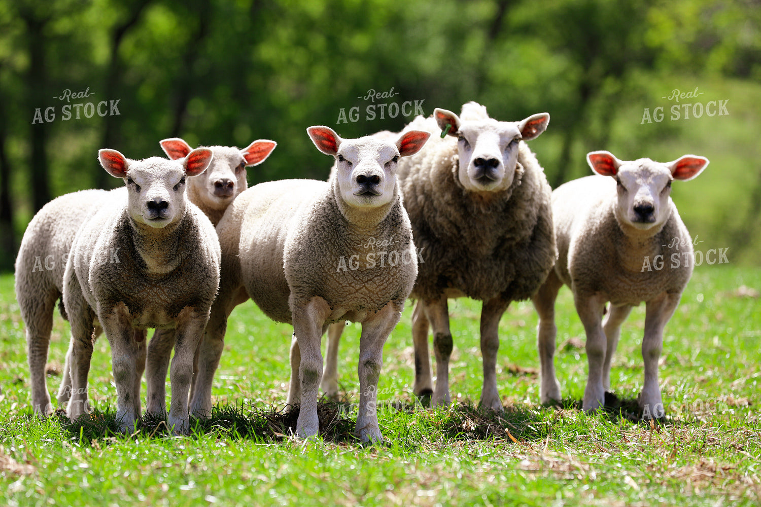 Sheep in Pasture 121010