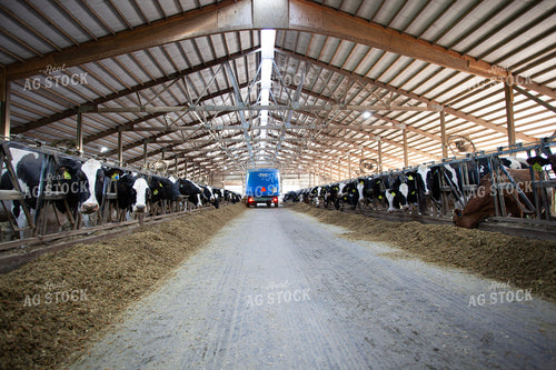 Feeding Cattle in Dairy Barn Alley 132164