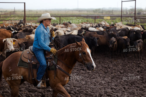 Female Rancher Working Cattle 205069
