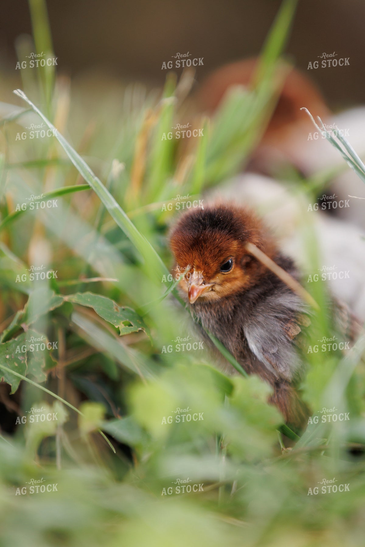 Chick 295203