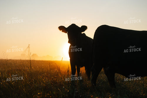 Black Angus Cattle on Pasture at Sunrise 219115