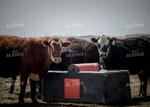 Crossbred Cattle at Water Trough 135018