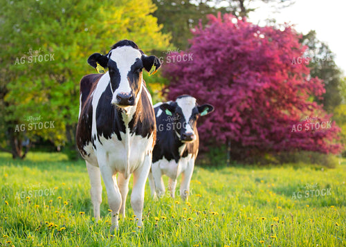 Dairy Cows in Pasture 55098