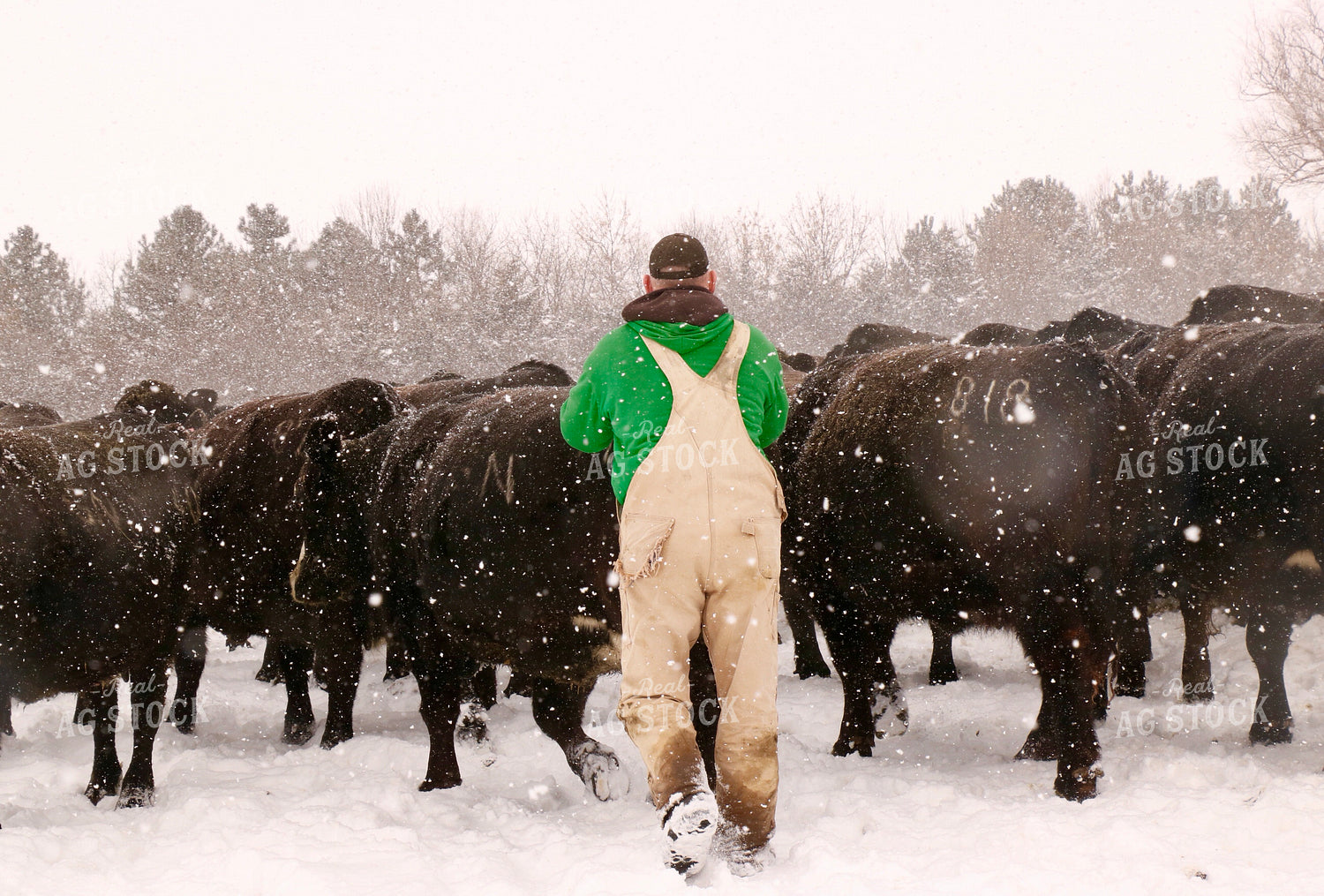 Cattle Producer Checking Snowy Cattle 299242