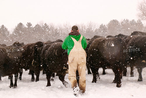 Cattle Producer Checking Snowy Cattle 299242