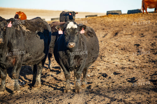 Calving Season 155542