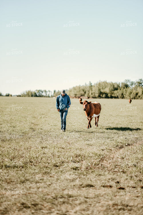 Cow Walking with Rancher 64167