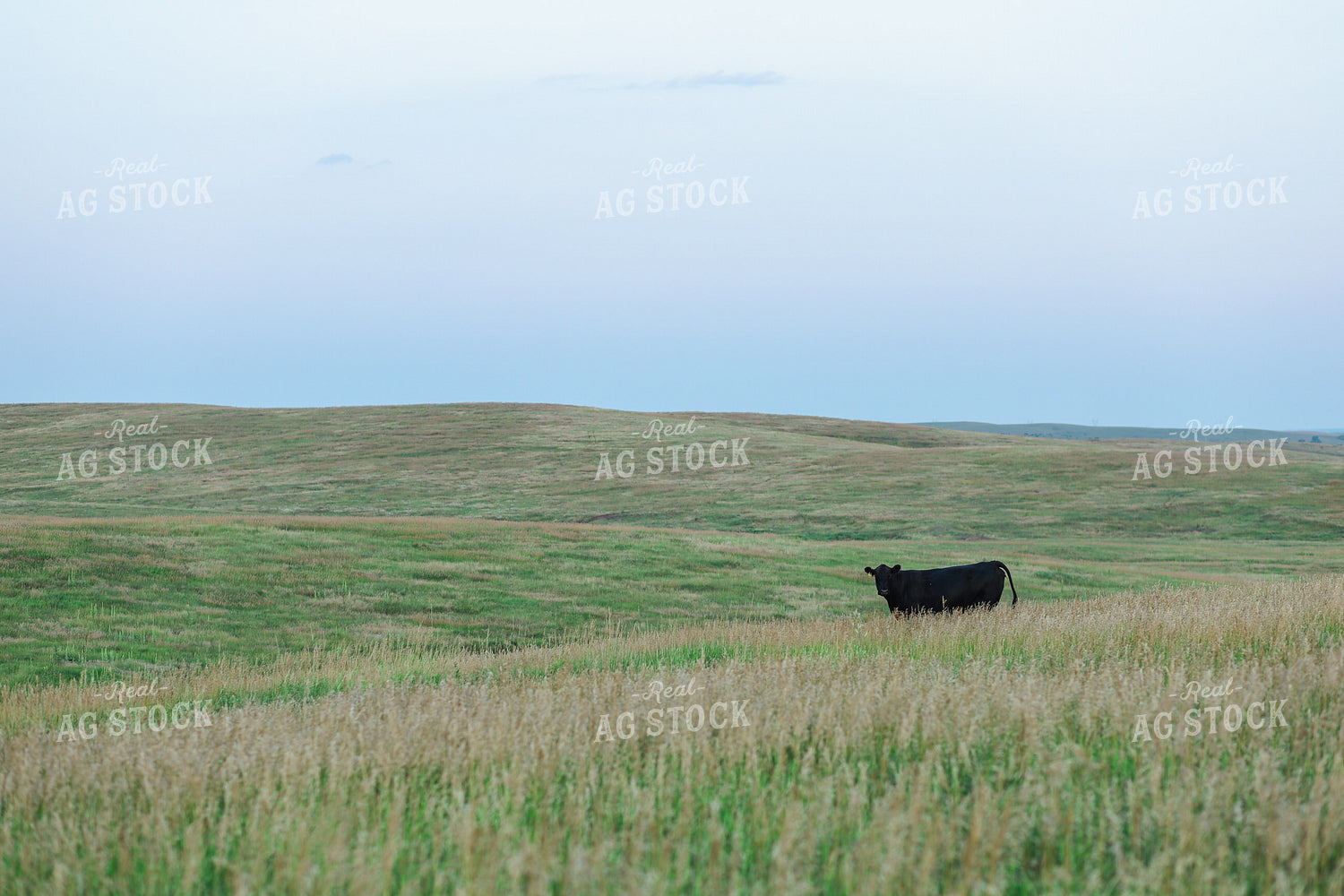 Black Angus Cattle in Pasture 123020