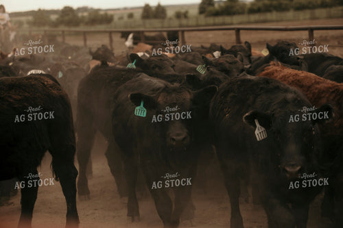 Feedyard 3084