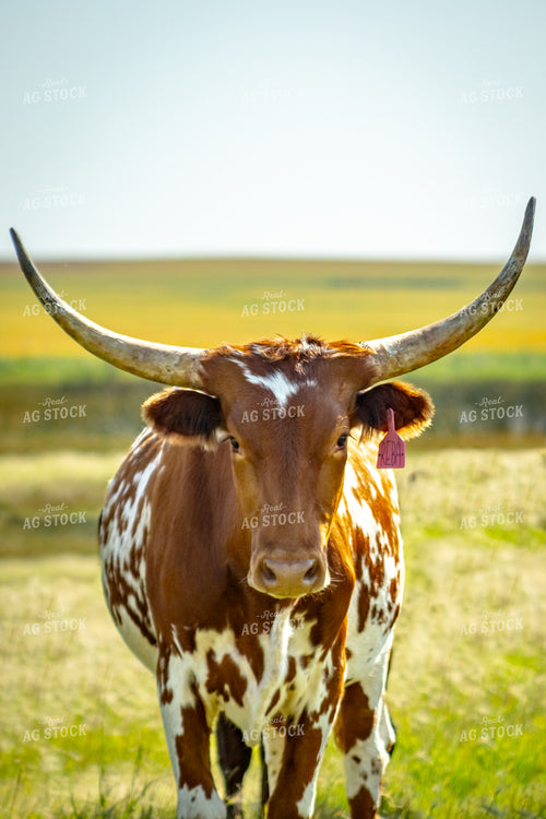 Longhorn Cow 155318