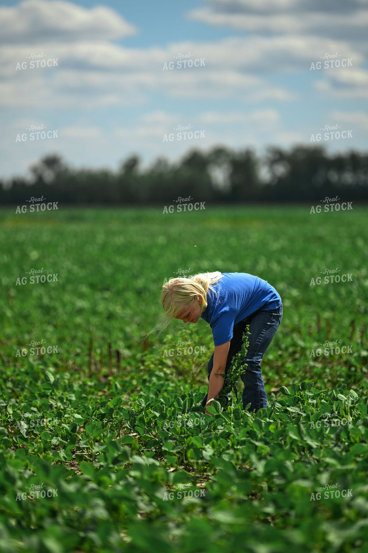 Farm Kid Checking Soybean Field 191315