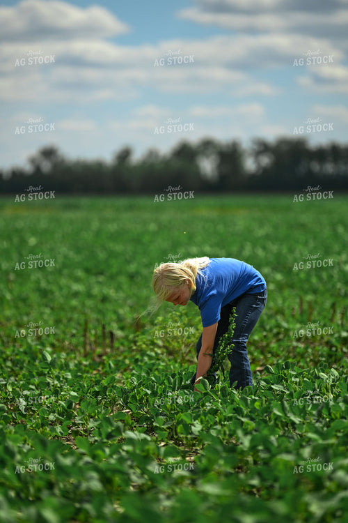 Farm Kid Checking Soybean Field 191315