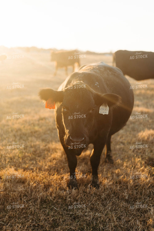 Cattle 125236