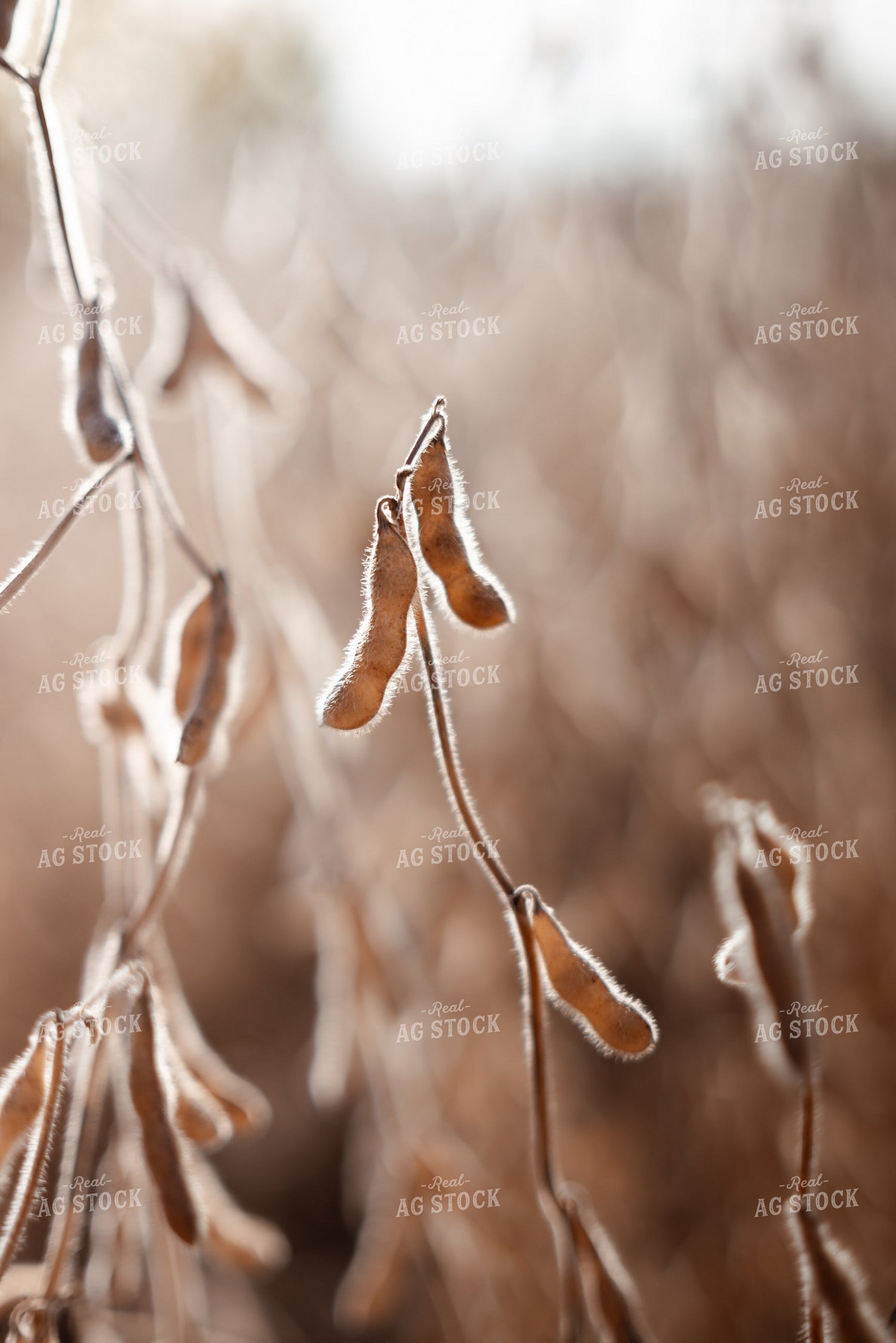 Dried Soybeans in Field 137104