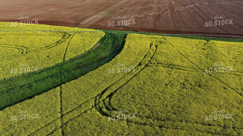 Canola Field 79899