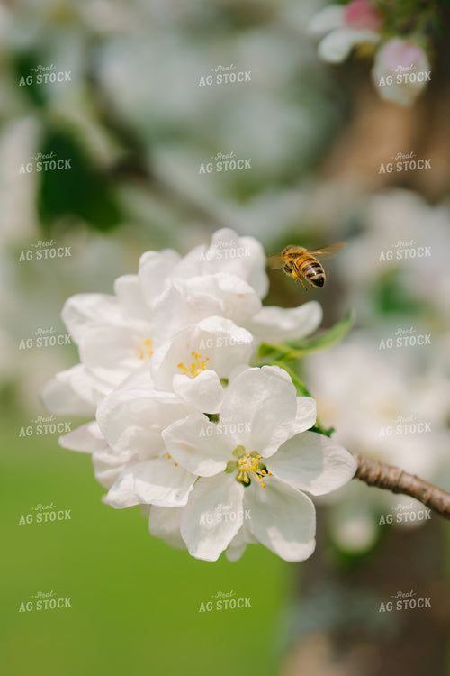 Bee Flies by White Flower 68162