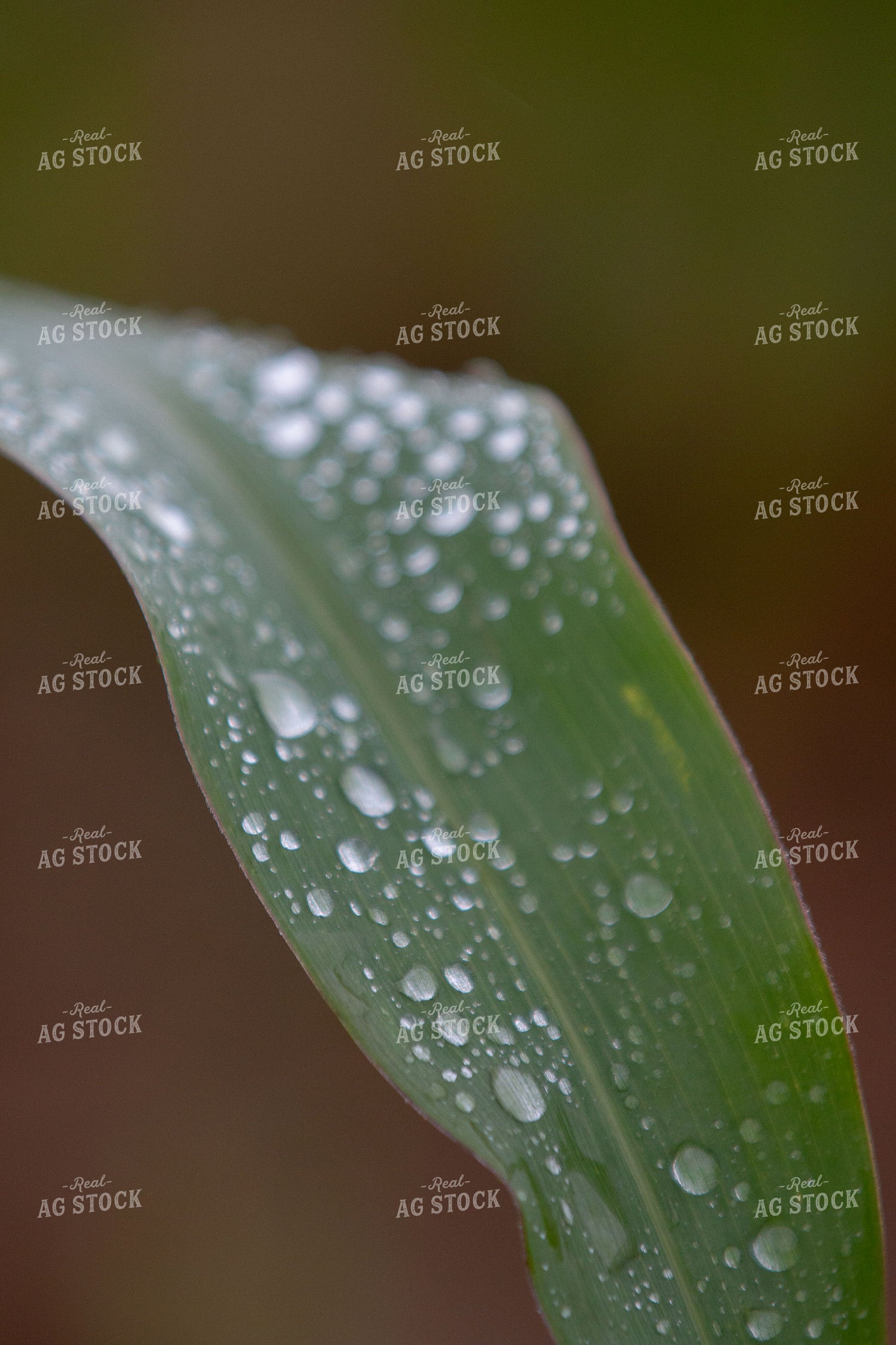 Rain on Corn Leaf 157161