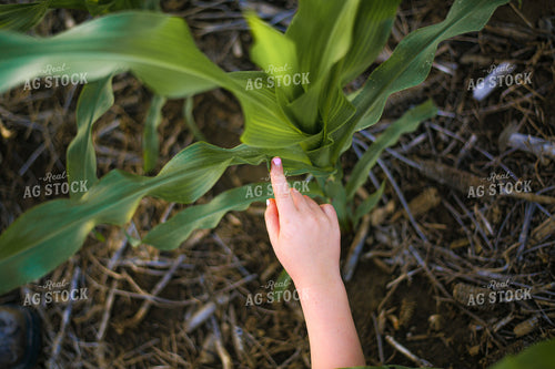 Tissue Sampling Corn 191143