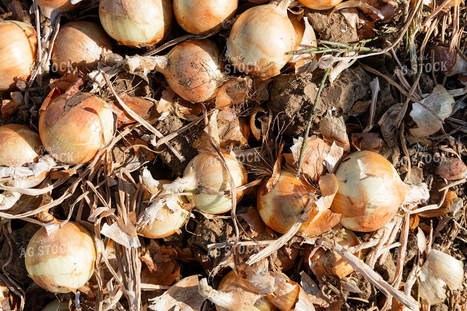 Onions 276038
