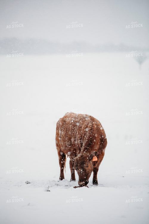 Cattle in Snow 203076