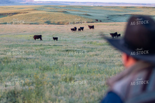 Rancher Checking Cattle 260003
