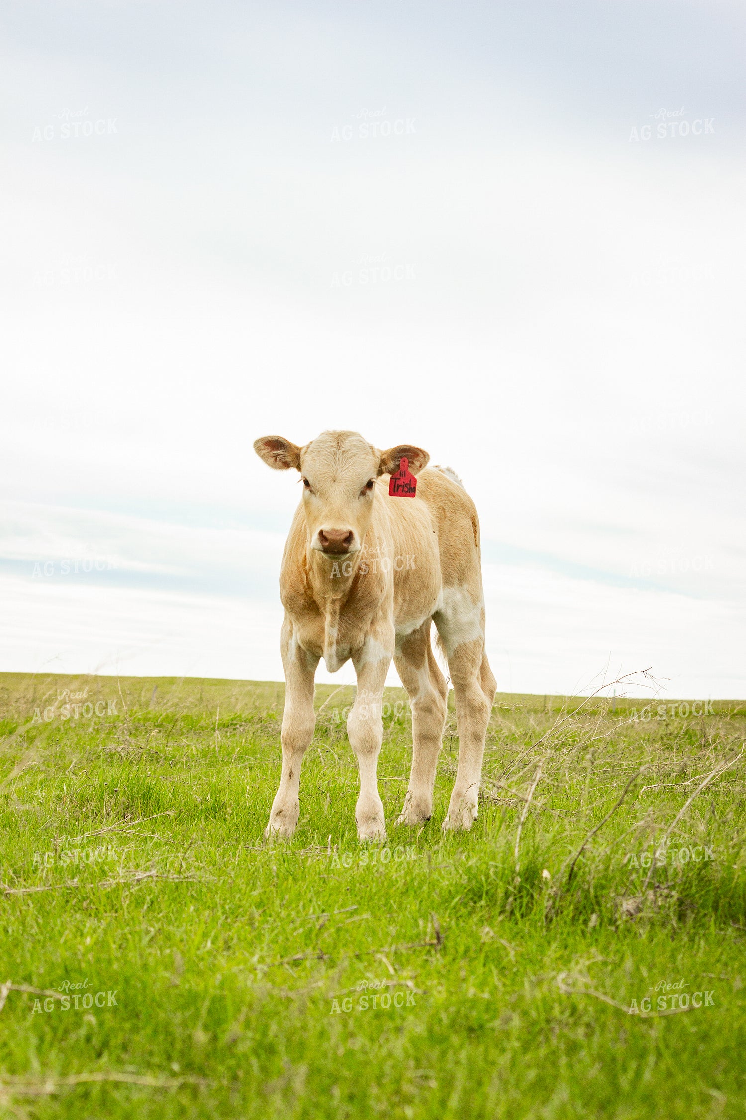 Longhorn Calf 155214
