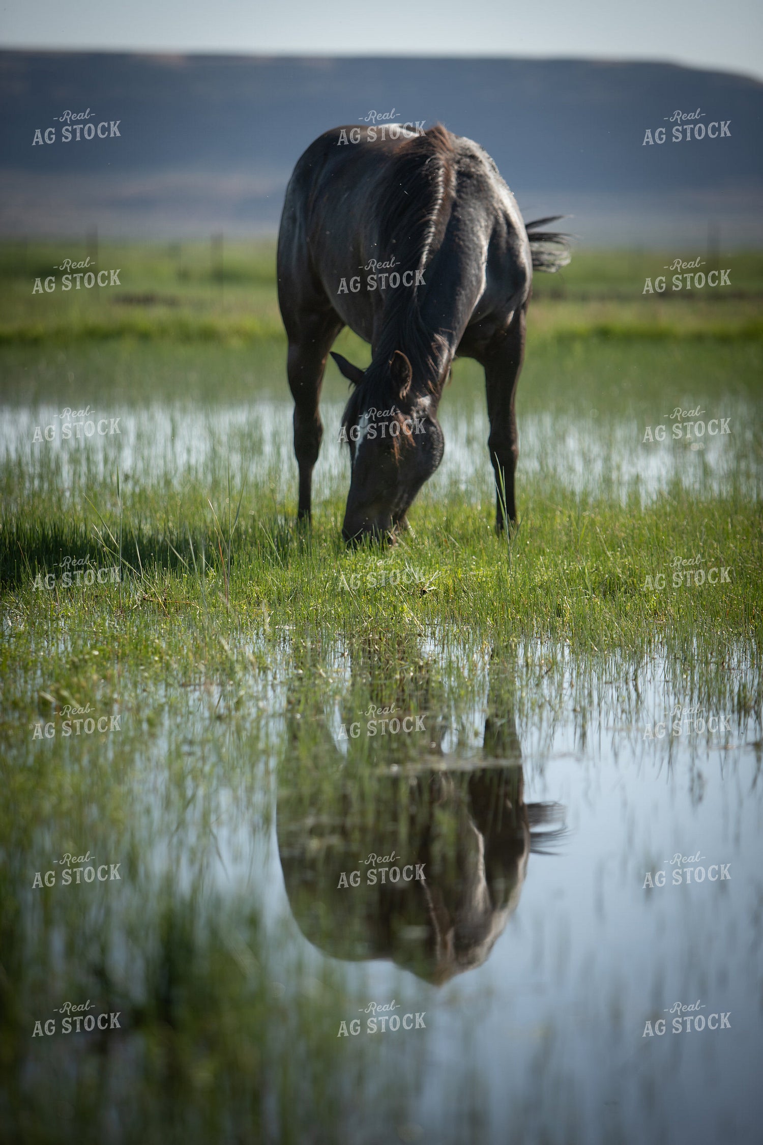 Horse 78206