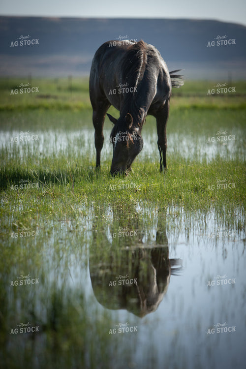 Horse 78206
