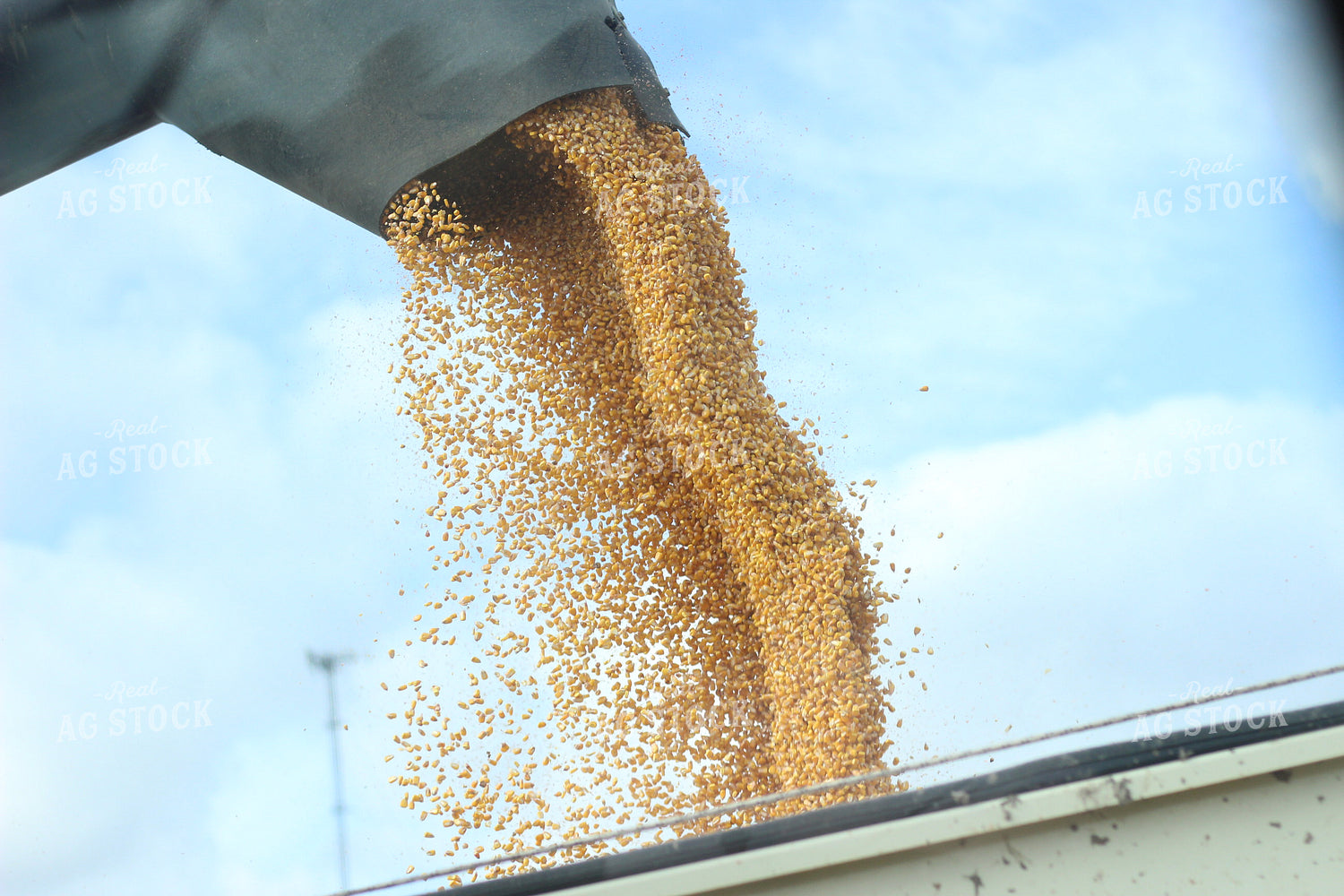 Corn Unloaded into Grain Cart 73043