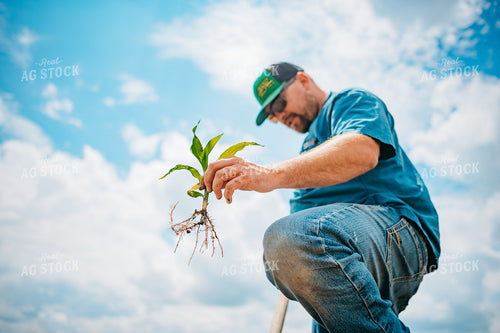 Farmer Checks Root System of Early Growth Corn in Field 56684