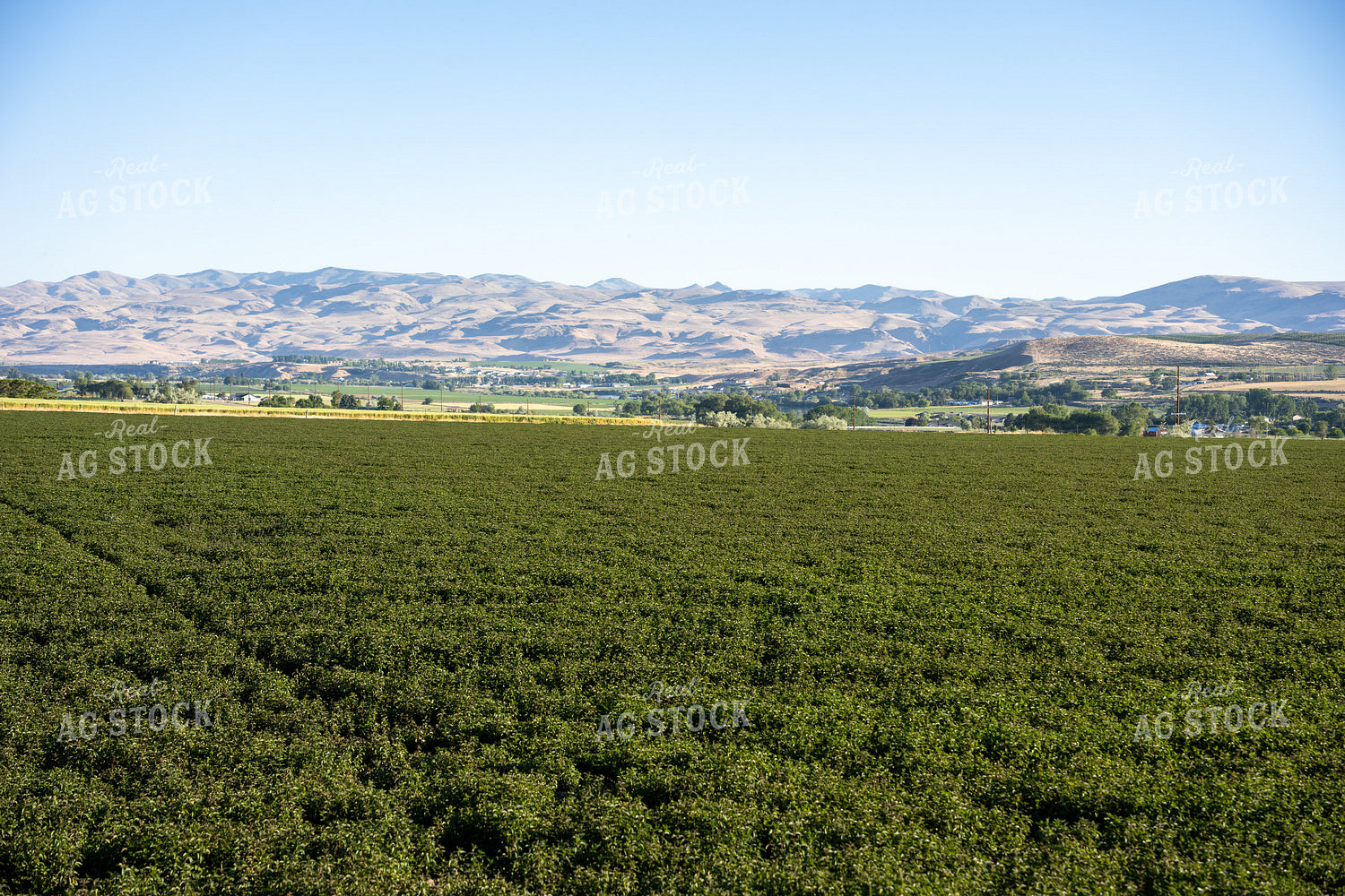 Mint Field 65807
