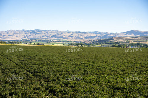 Mint Field 65807