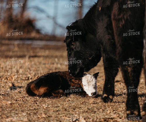 Black Baldy Cow Calf Pair 174004