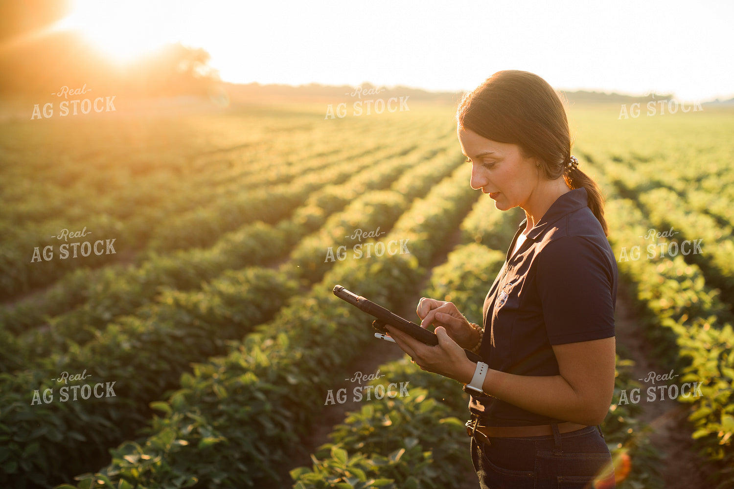 Agronomist or Farmer in Soybean Field with Tablet 6088