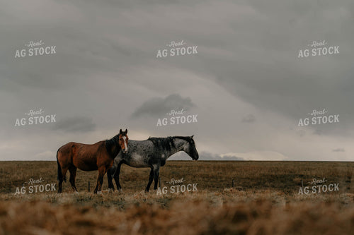 Horses on Pasture 58341