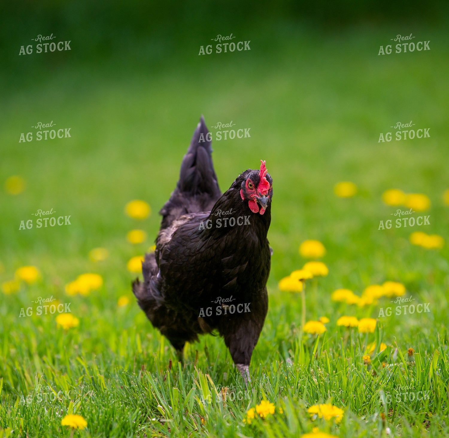Chicken 299066